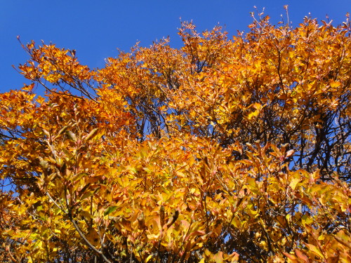 c0179351_19203396.jpg