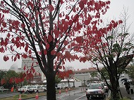 a0142083_126596.jpg
