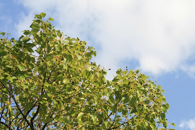 a0165483_9164376.jpg