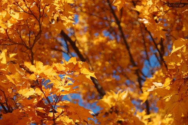 c0125899_1454141.jpg