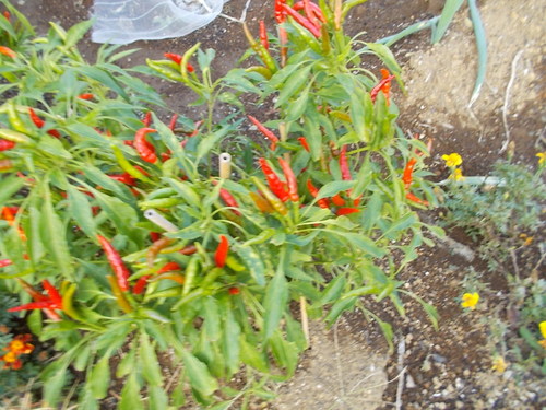 b0277505_21451015.jpg