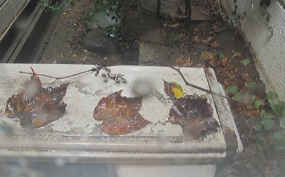 c0178009_20565566.jpg
