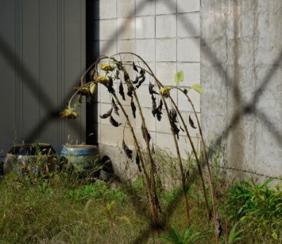 c0178009_20575647.jpg