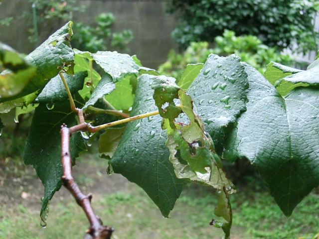 e0082045_14353351.jpg
