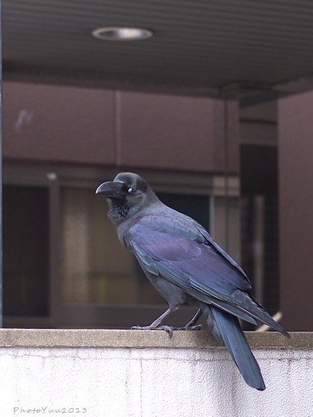 b0078874_1542422.jpg