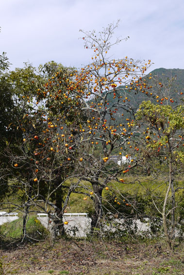 f0222692_8164835.jpg
