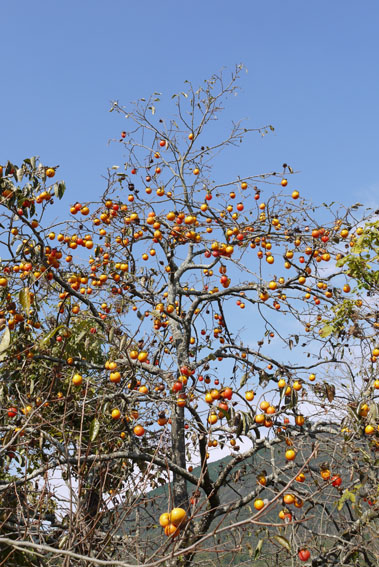 f0222692_8191645.jpg