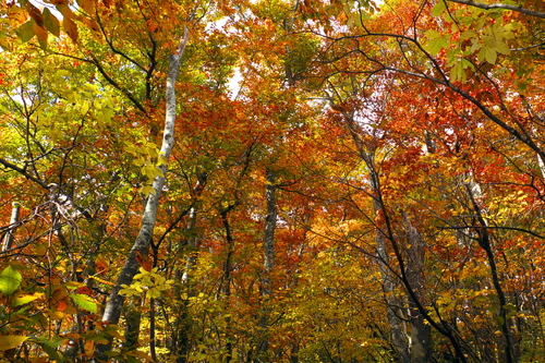 e0304001_2221948.jpg