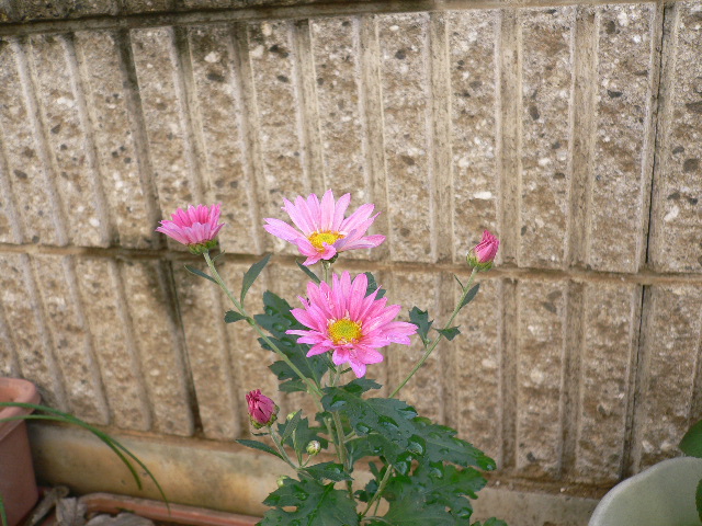 a0249215_8462927.jpg