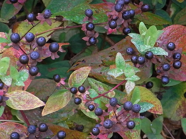 a0208116_1102690.jpg