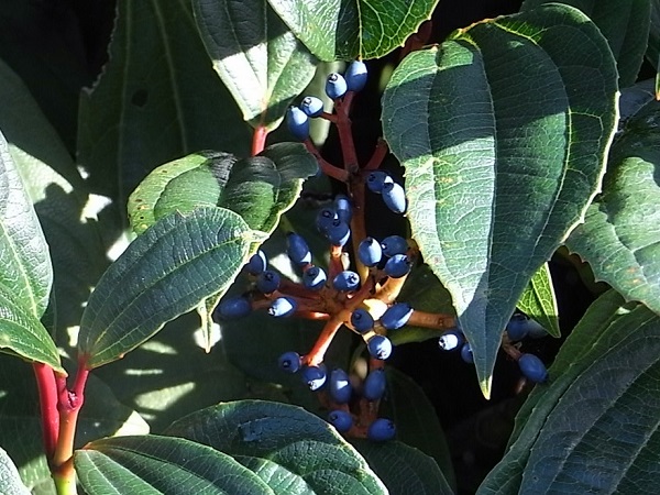 a0208116_175017.jpg