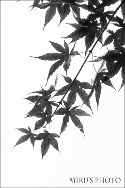 c0037519_183955.jpg