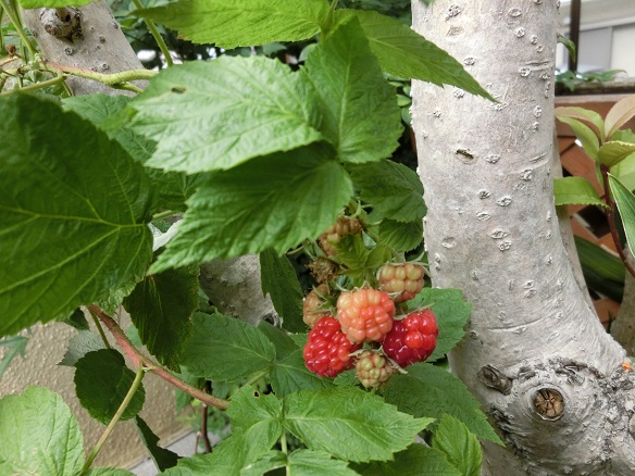 b0188121_23372469.jpg
