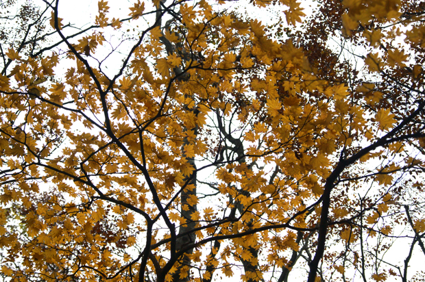 f0214649_5145956.jpg