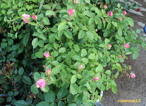 a0249051_5331783.jpg