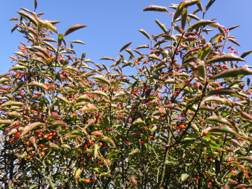 c0179351_17475825.jpg