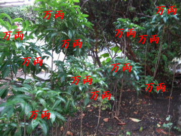 f0039281_18272631.jpg