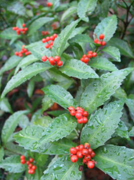 f0039281_18274110.jpg