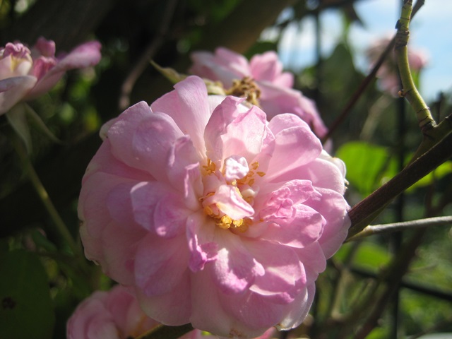 f0201297_10394591.jpg