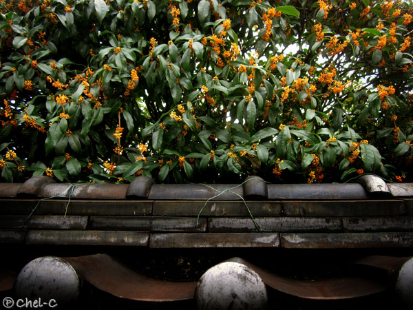 a0154706_012427.jpg