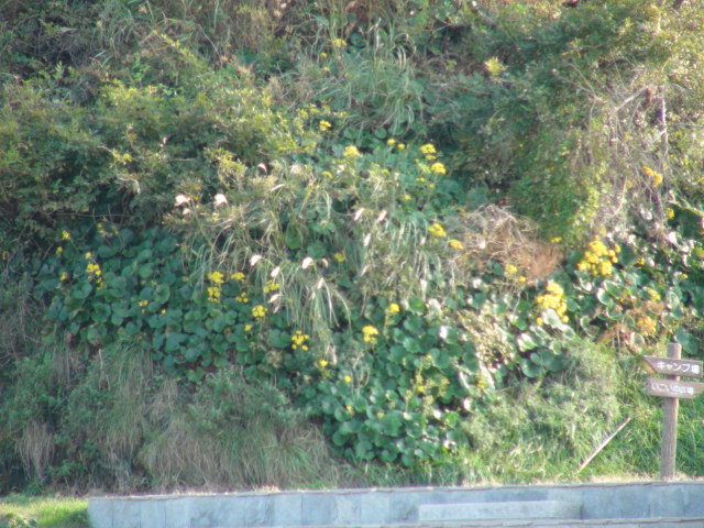 f0231709_1228422.jpg