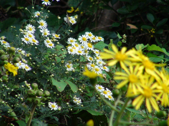 f0231709_12352364.jpg