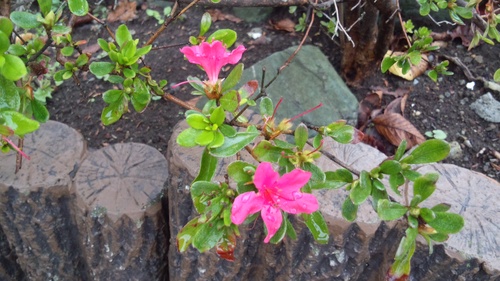 c0247314_15332881.jpg