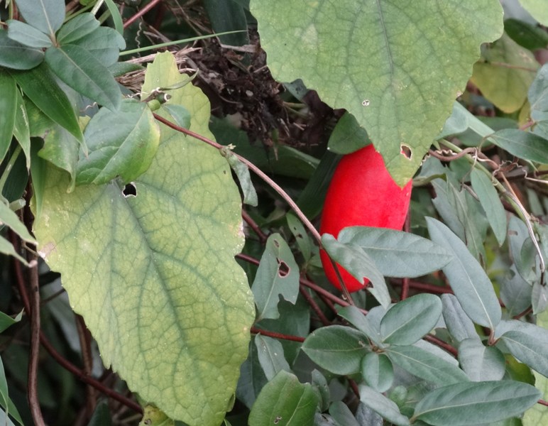 c0042418_8502591.jpg