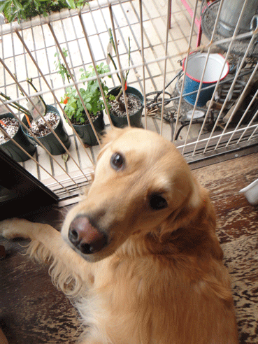 c0197829_19561127.gif