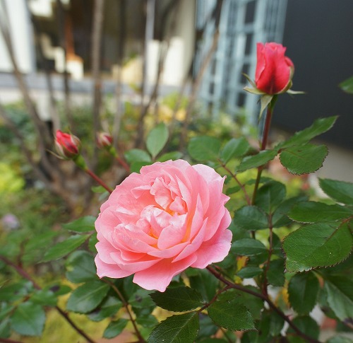 f0205733_21471235.jpg