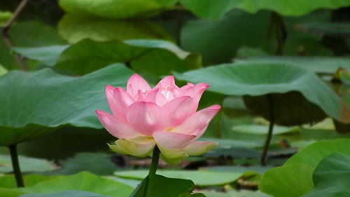 f0029038_21274279.jpg
