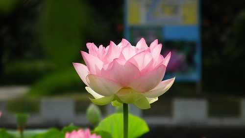 f0029038_21284196.jpg