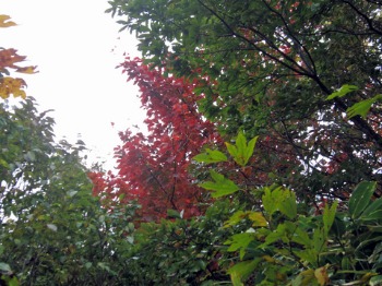e0110940_21394581.jpg