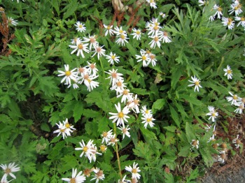 e0110940_21535258.jpg