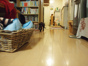 e0333645_21504815.gif