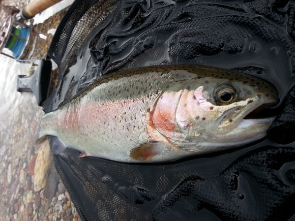 f0199881_20192154.jpg