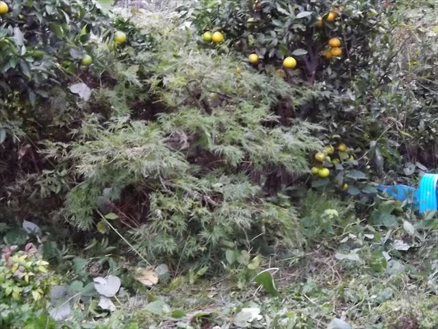c0108198_20112466.jpg