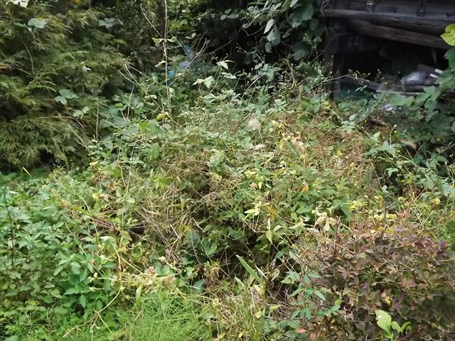 c0108198_2061598.jpg