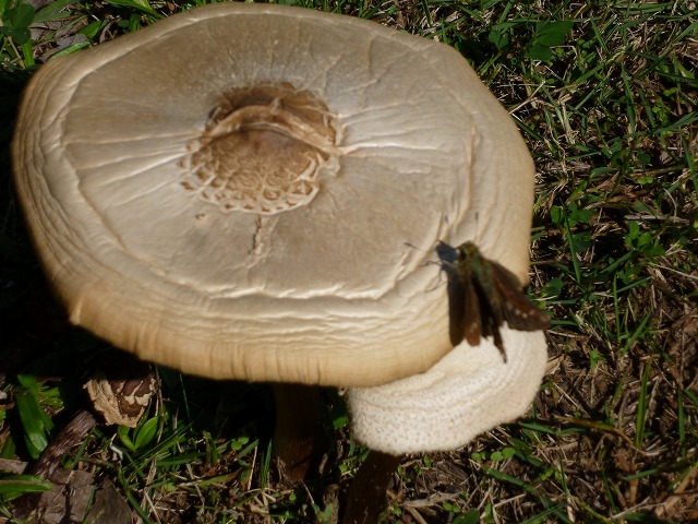 d0037110_20343936.jpg