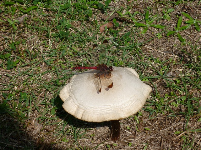 d0037110_2034915.jpg