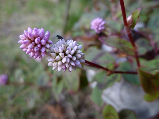 d0037110_20361758.jpg