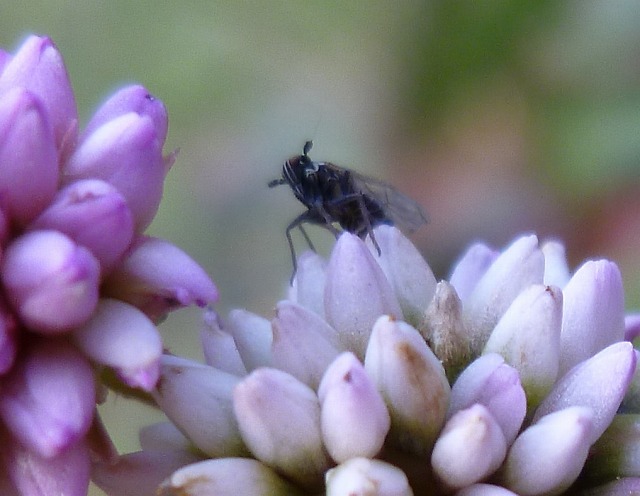 d0037110_20362646.jpg