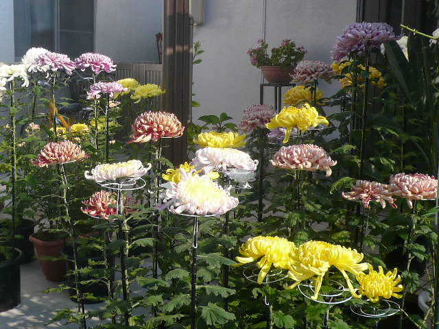 e0026017_16203452.jpg