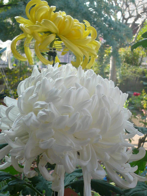 e0026017_16211570.jpg
