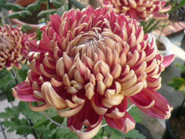 e0026017_1622637.jpg