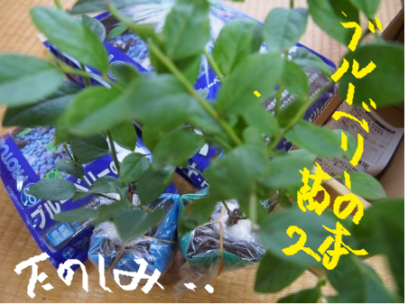 e0255638_13334245.png