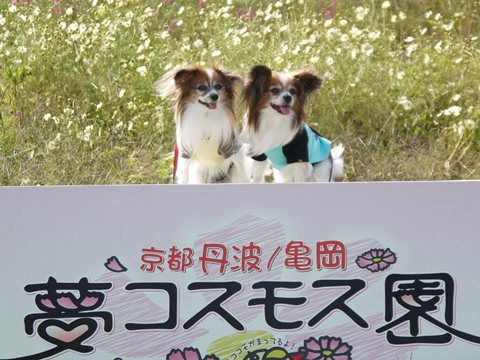 e0100046_2034491.jpg