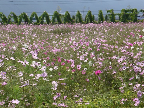 e0100046_2050354.jpg
