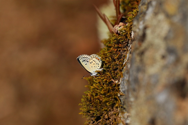 d0128465_85277.jpg