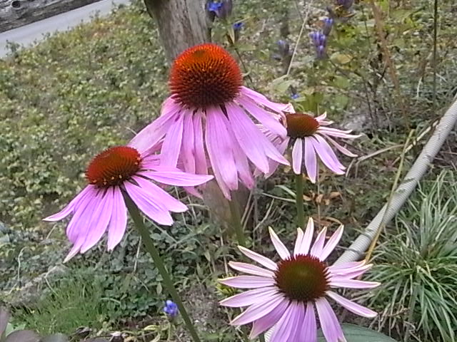 a0146070_648398.jpg